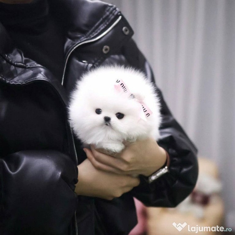 Pomeranian ursulet mini toy