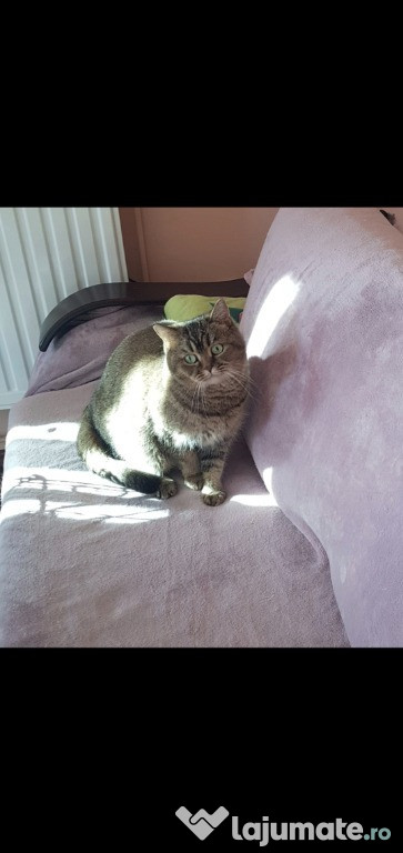 Adoptie pisica sterilizata!