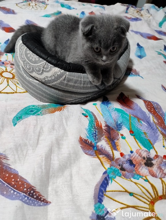 Motănel Scottish Fold