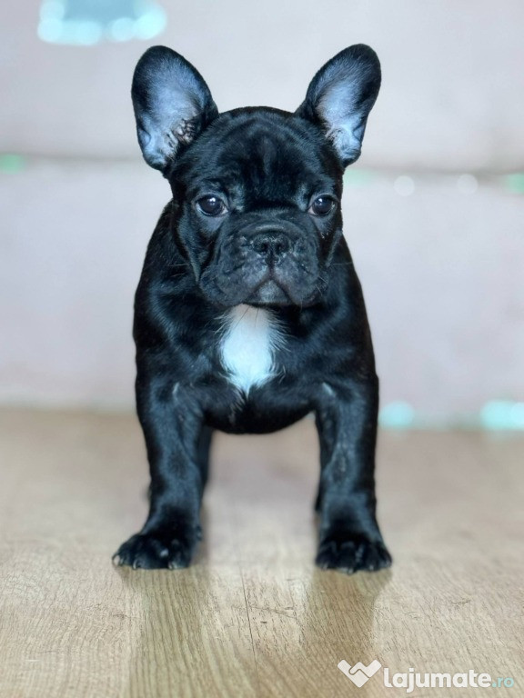 Bulldog Francez – Pui Minunați