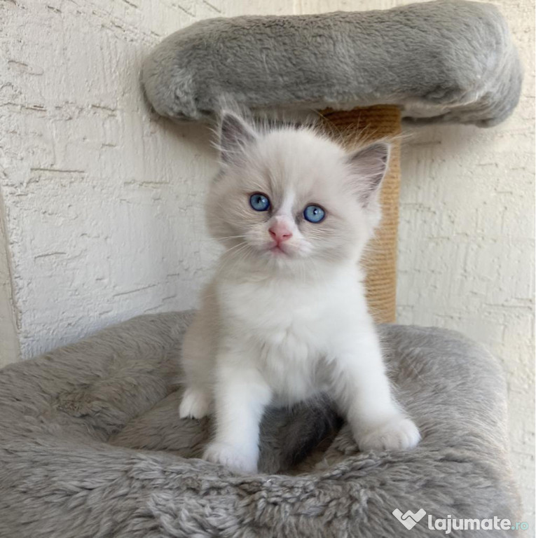 Ragdoll băieței și fetițe