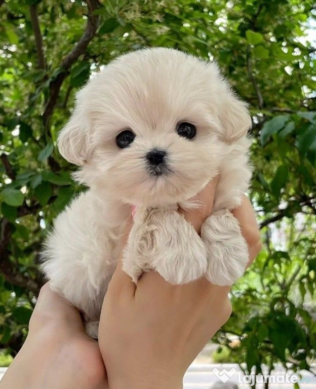 Bichon maltez mini toy