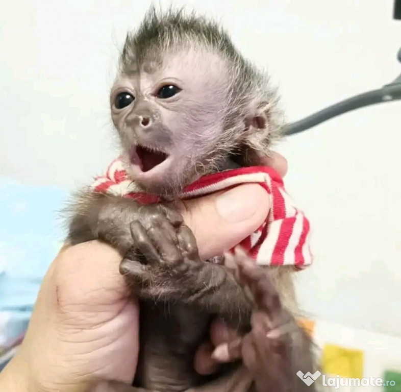 Maimuțe marmoset și capucin minunate