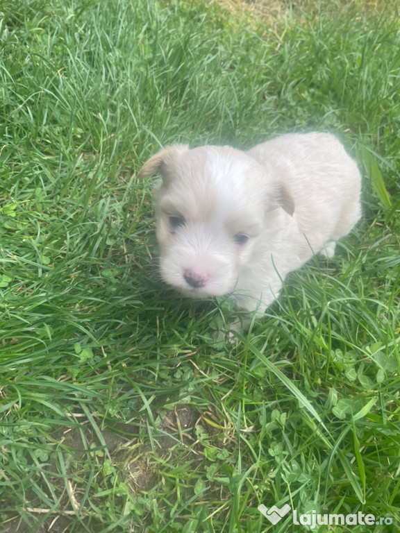 Bichoni maltezi mini toy,talie mică băieței