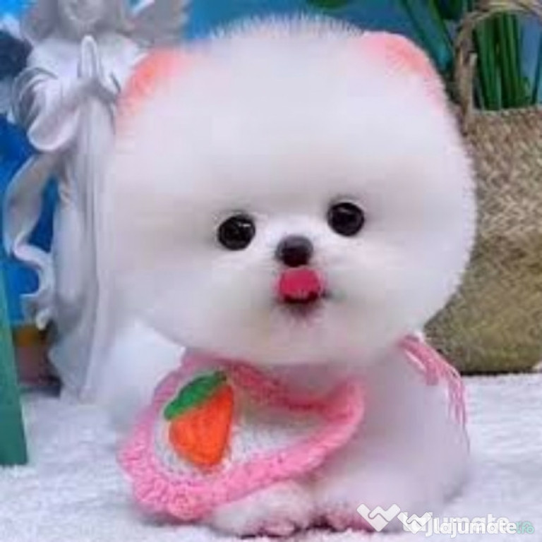 Pomeranian Ursuleț