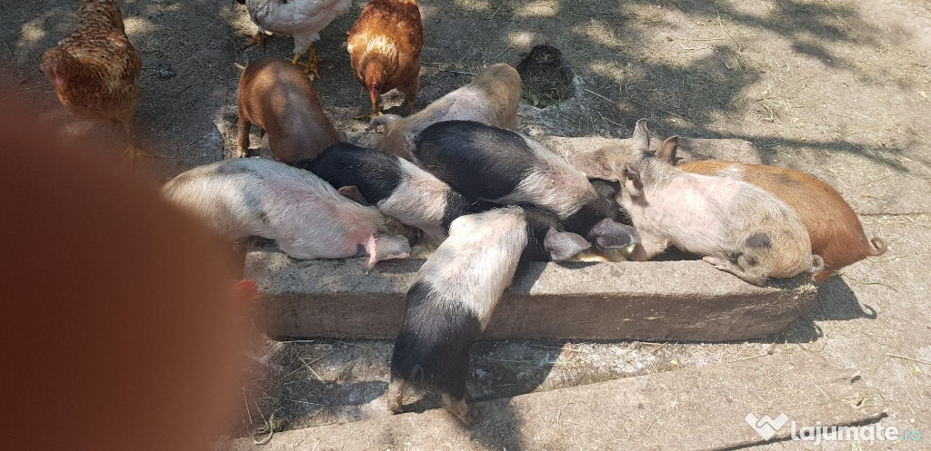 Purcei De 8saptamani
