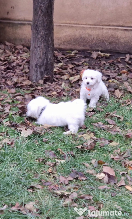 Bichon maltez, jucăuși și drăgălași