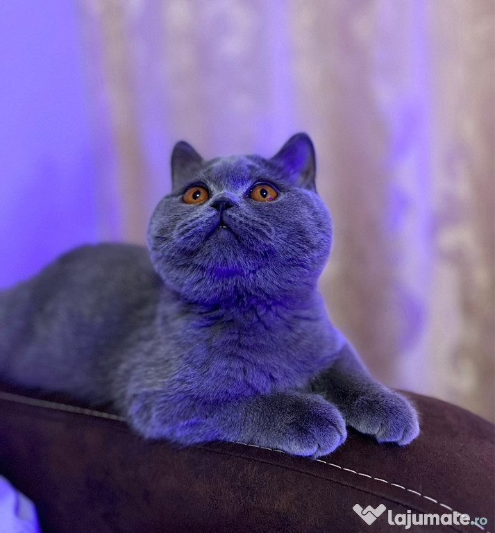 Motănel British Blue Shorthair