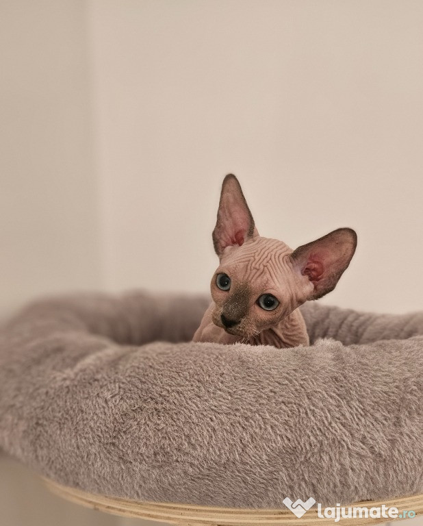 Fetita sphynx/sfinx deosebita