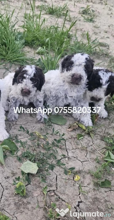 Cătei Lagotto Romagnolo