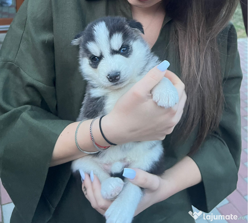 Vanzare pui husky