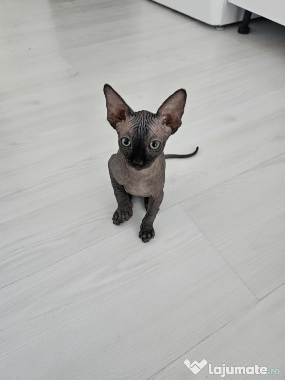 Pisoiasi sphinx deosebiti