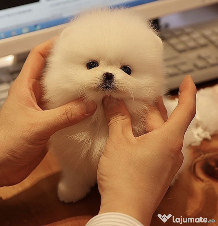 Pomeranian mini boo