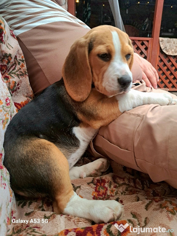 Fetita beagle tricolor