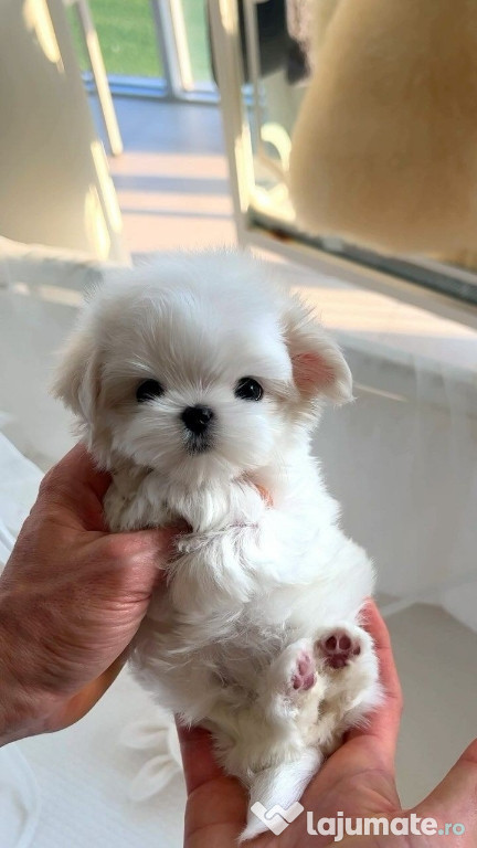 Bichon maltez mini toy