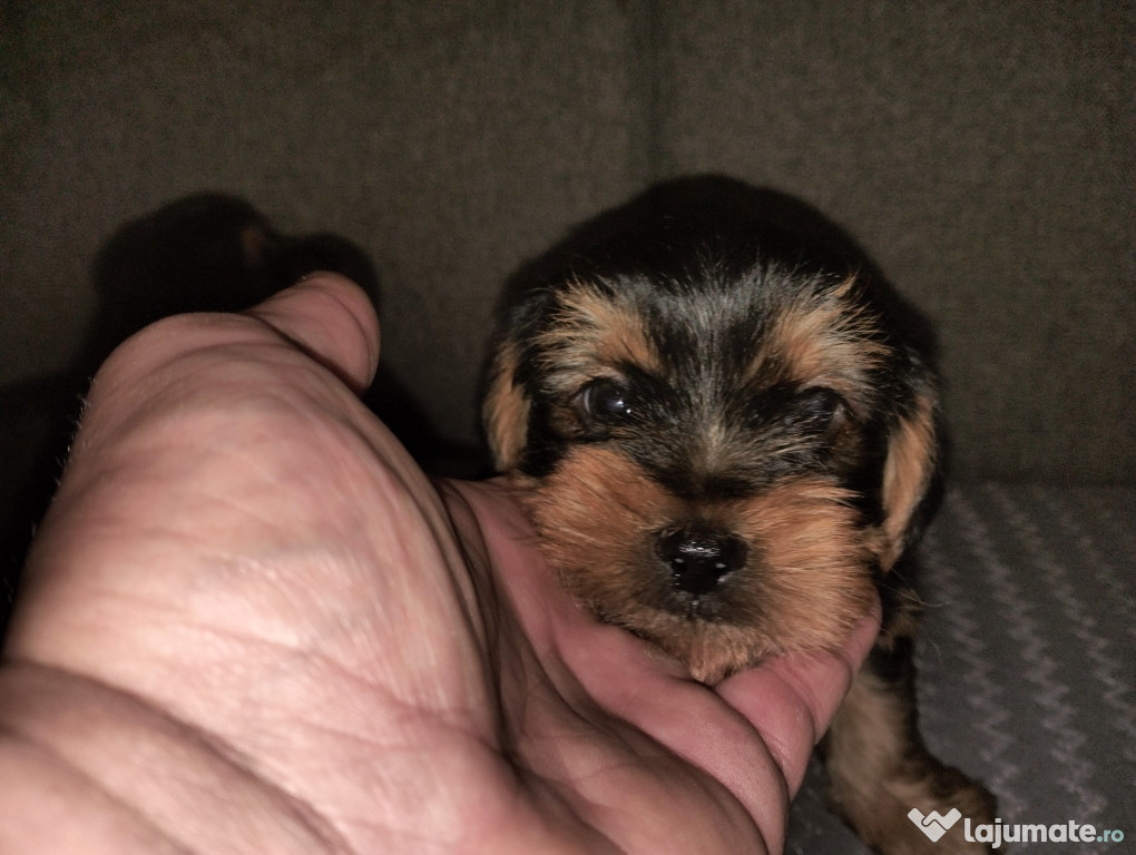 Yorkshire terrier