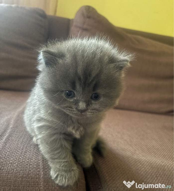 Puiuți scottish fold și british