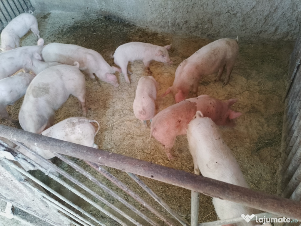 Purcei de vînzare 18 bucăți