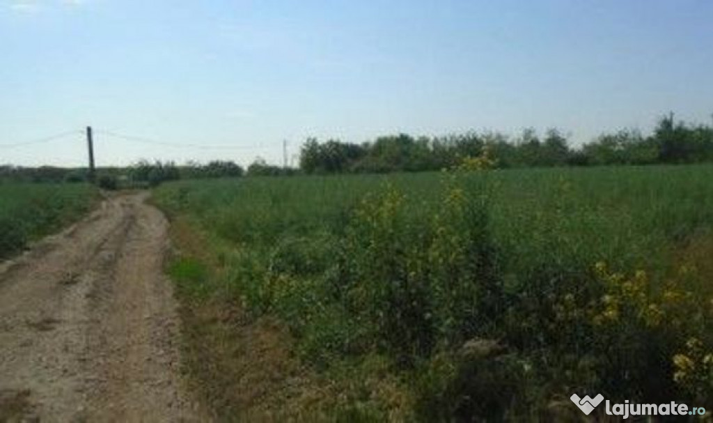 Teren Ianca, ID: R2585771