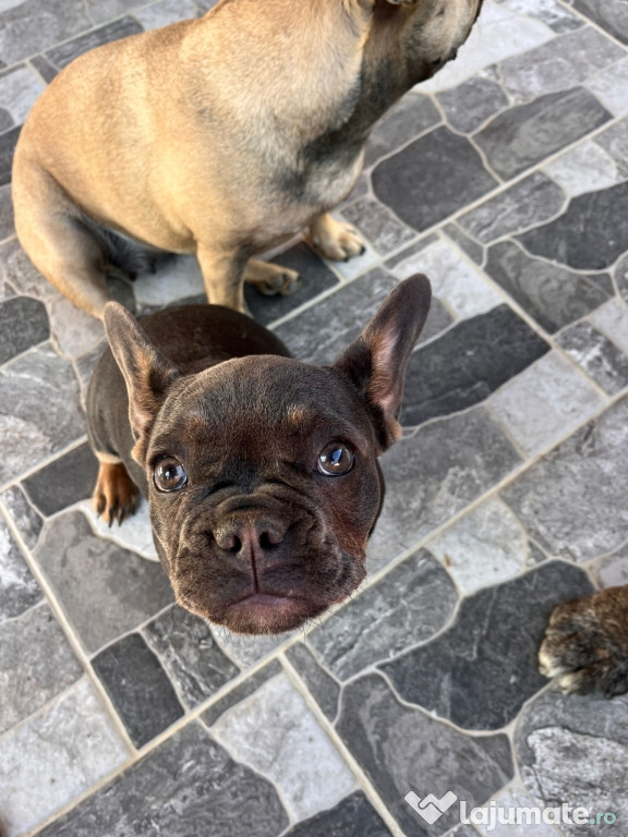 Bulldog francez fetiță