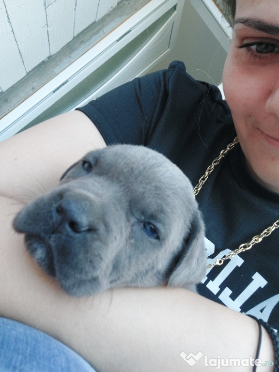 Cane corso fetiță în vârstă de 2 luni
