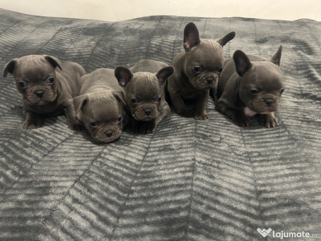 Pui bulldog francez