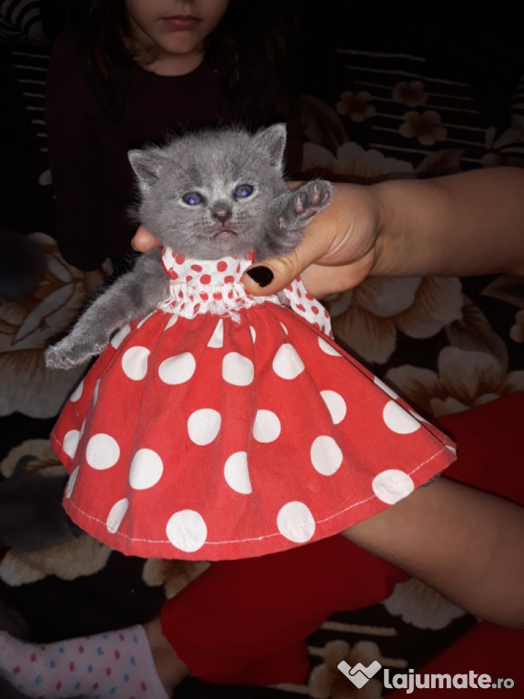 Pisici british shorthair blue