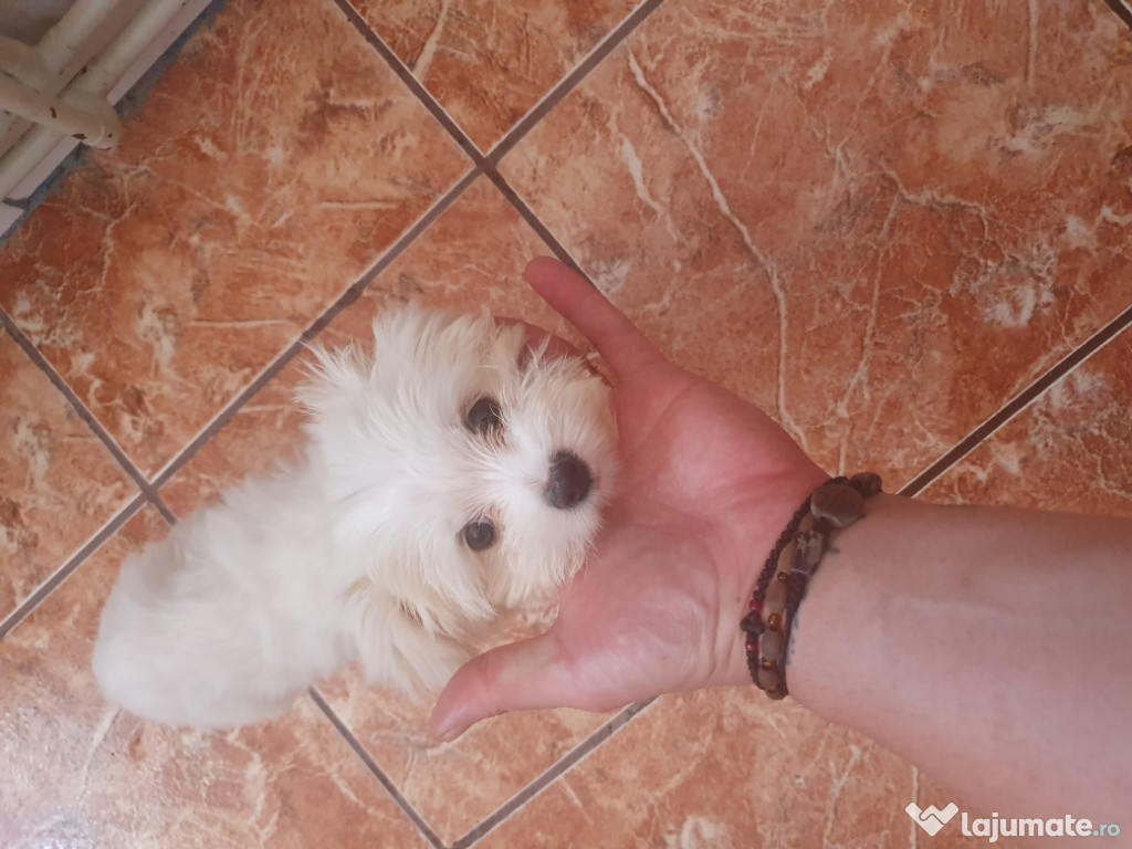 Mini toy çatel cuminte