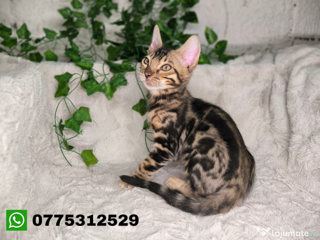 Vand baietel Bengal cu pedigree
