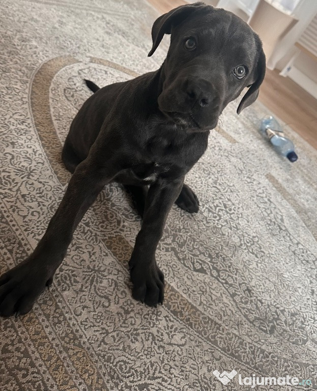 Donez pui cane corso