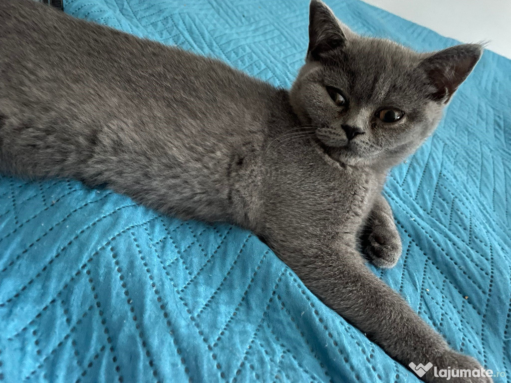 British shorthair