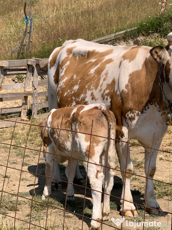 Vaca de vânzare cu vițcă