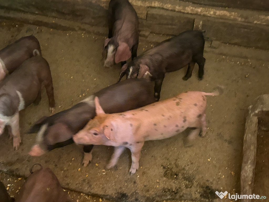 Porci de vânzare