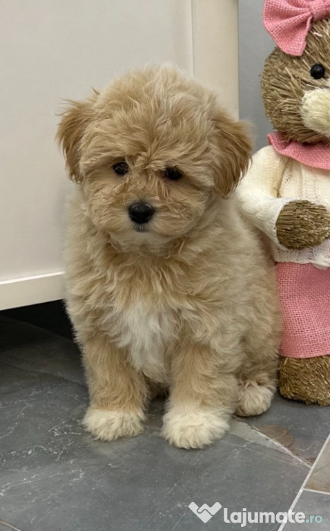 Pui Maltipoo de vânzare