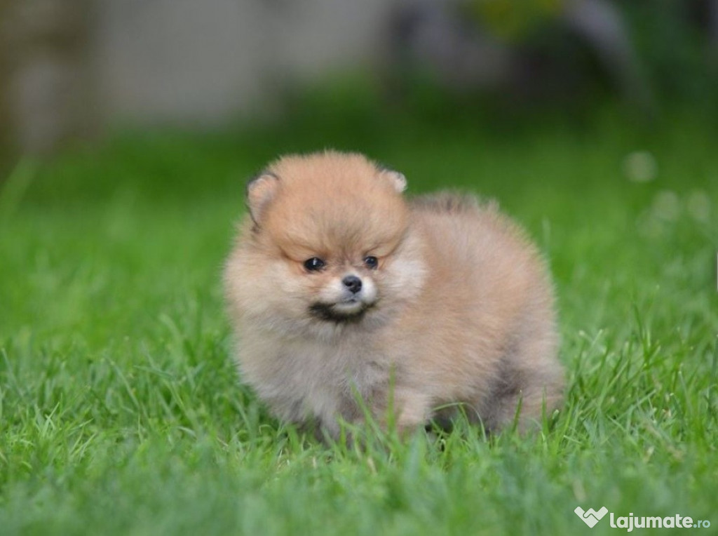 Pomeranian Spitz – cățelușe frumoase