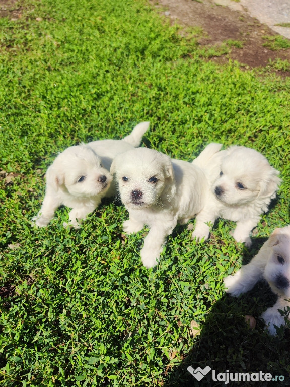 Bichon maltez talie mică
