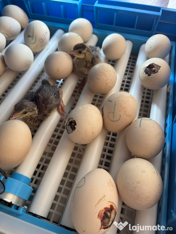 Ouă de păun pentru incubat – fertilizate, proaspete