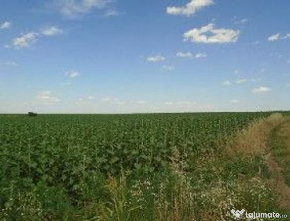 Teren extravilan Caldararu, ID: R2616308