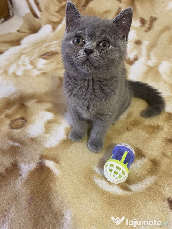 British shorthair fetiță