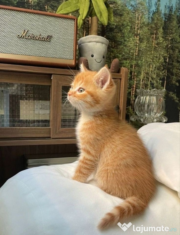 American Shorthair