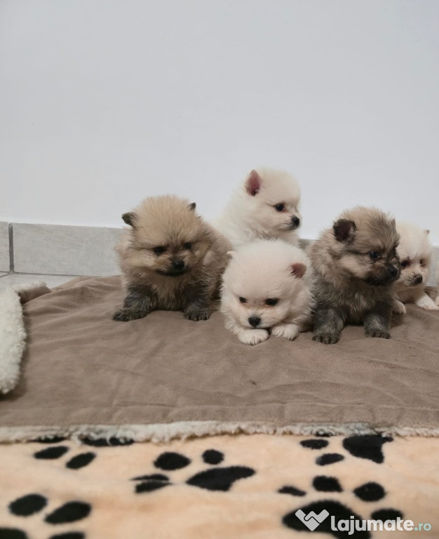 Pui Pomeranian toy