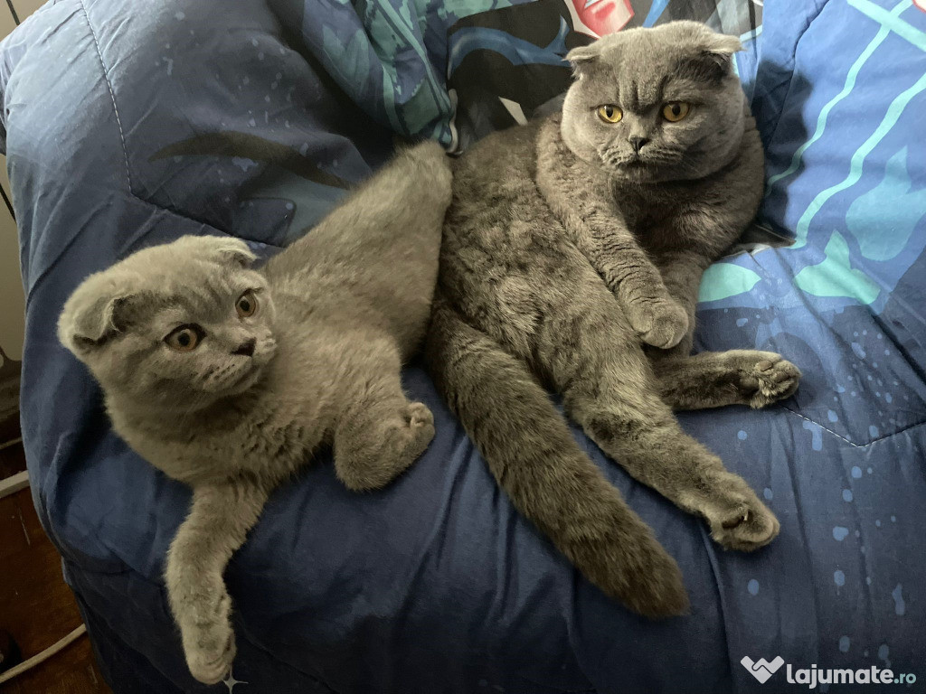 Scottish fold băiețel