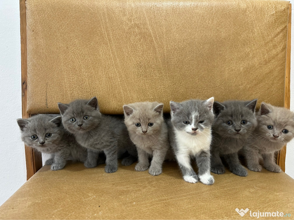 Pui de pisică British Shorthair
