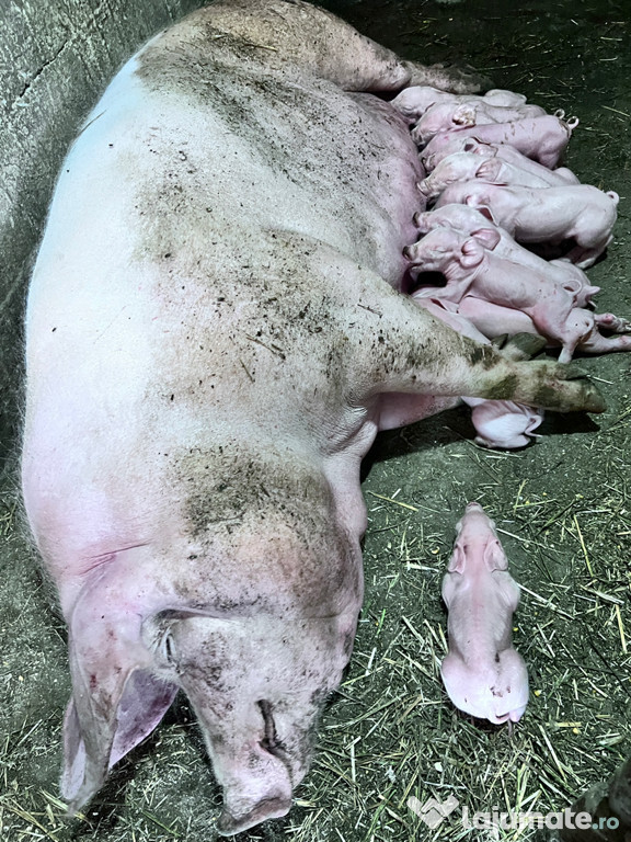 Caut colaboratori pentru revânzare de porci și purcei