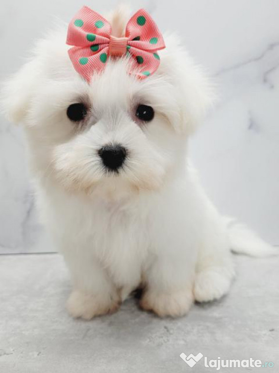 Bichon maltez minii toy