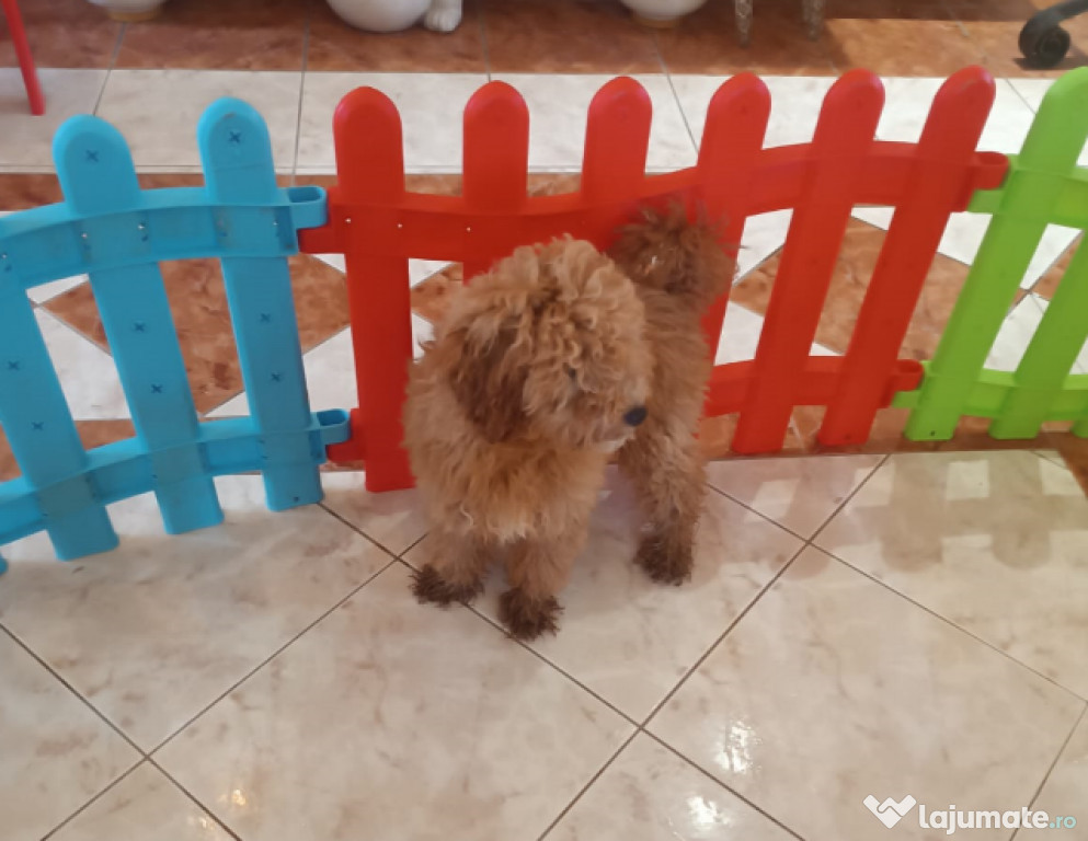Pui Caniche Pitic Roscat