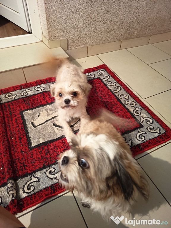 Shi tzu pui o lună jumate