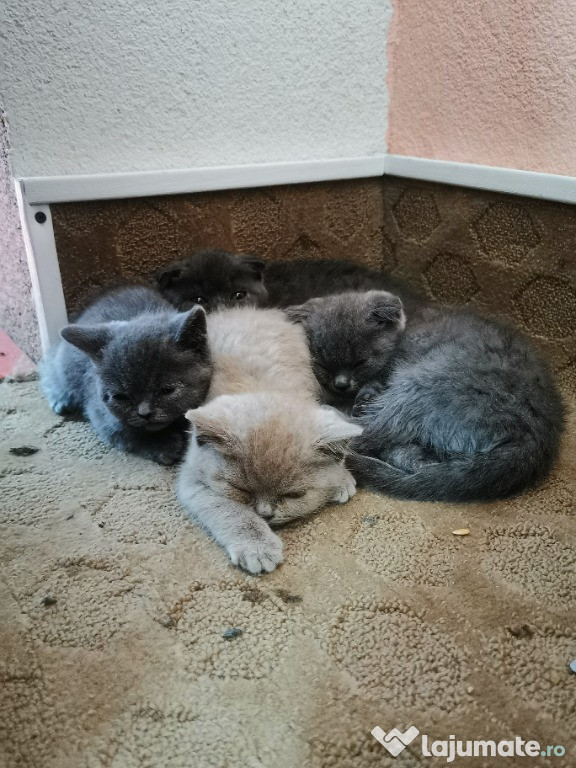 Puiuți British shorthair și Scotish fold