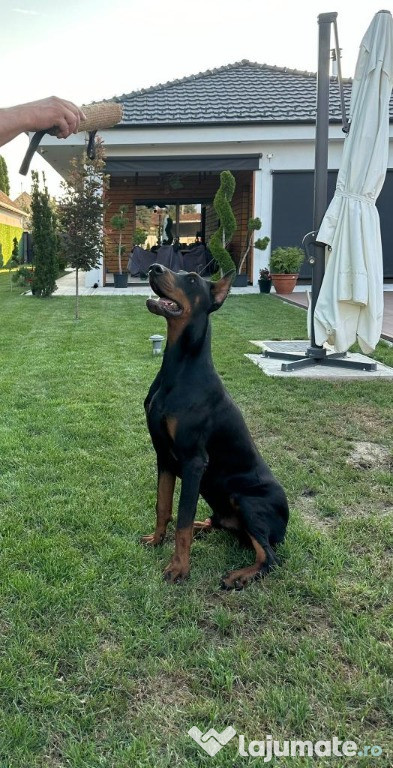DOBERMAN Cățeluși de vanzare