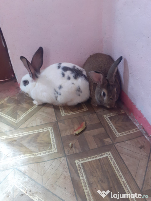 Iepuri de vânzare